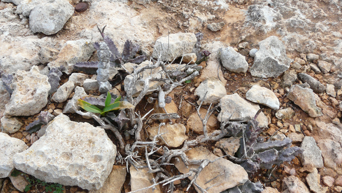 Apteranthes (=Caralluma) europaea / Fior di Tigre